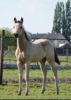 Quarter horse, Dieren en Toebehoren, Hengst