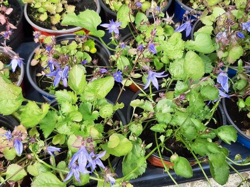 Campanules, Jardin & Terrasse, Plantes | Jardin, Hiver, Enlèvement ou Envoi