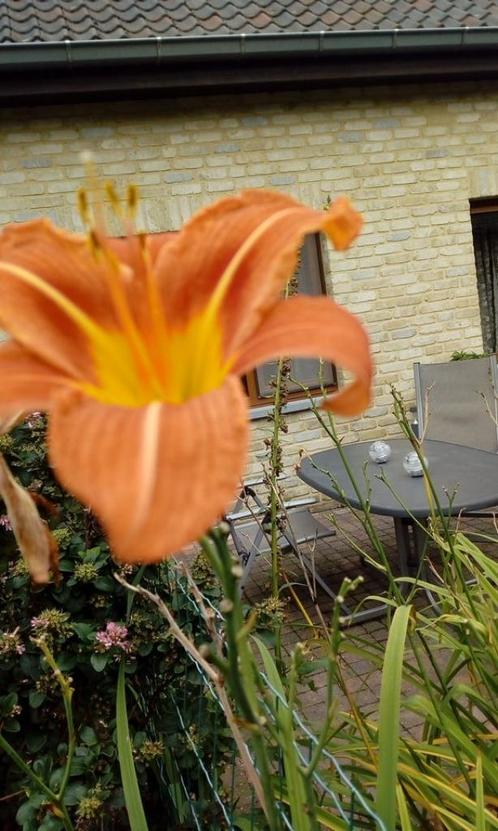 daglelie, Tuin en Terras, Planten | Tuinplanten, Ophalen