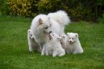 Samojeed pups te koop - Vader en moeder aanwezig, CDV (hondenziekte), Meerdere, 8 tot 15 weken, Meerdere dieren