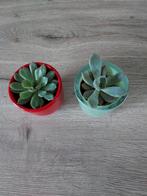 2  vetplant + stenenbuitenpot  €4 stuk, Ophalen, Vetplant