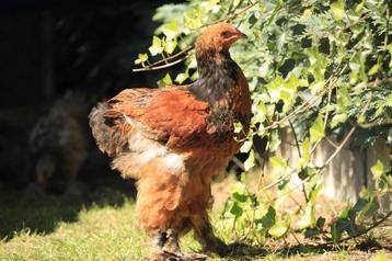 2 brahma hanen beschikbaar voor biedingen