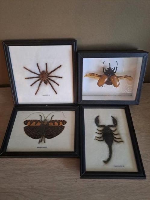 Taxidermie insecten neushoornkever Haplopelma Acrididae..., Huis en Inrichting, Woonaccessoires | Lijsten, Ophalen