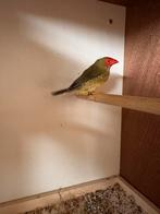 Vogel Neochmia ruficauda, Dieren en Toebehoren, Vogels | Parkieten en Papegaaien, Mannelijk, Parkiet, Geringd