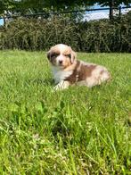 Nieuw nestje Australische herder pupjes,hier geboren, België, Overige rassen, CDV (hondenziekte), 8 tot 15 weken
