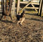 haan, Dieren en Toebehoren, Pluimvee, Mannelijk, Kip