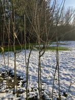 2 soorten pruimenboom halfstam, Tuin en Terras, Ophalen, Lente, Volle zon, Pruimenboom