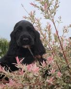 Engelse cocker pups leven en groeien op in huiselijke, Dieren en Toebehoren, Honden | Retrievers, Spaniëls en Waterhonden, België