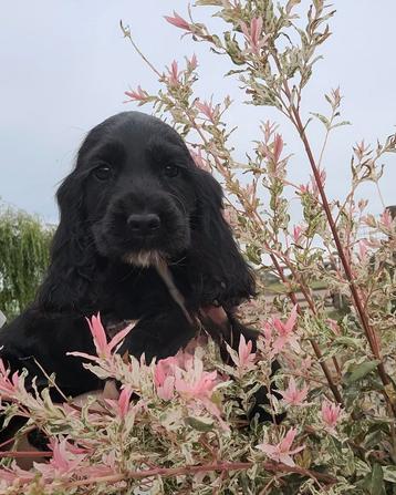 Engelse cocker pups leven en groeien op in huiselijke  beschikbaar voor biedingen