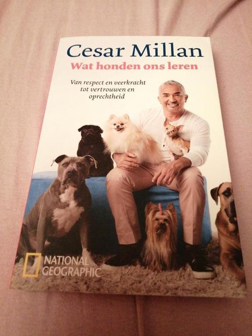 Cesar Millan - Wat honden ons leren, Boeken, Dieren en Huisdieren, Zo goed als nieuw, Honden, Ophalen