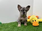 Fluffy Franse Bulldog pups, Dieren en Toebehoren, België, 8 tot 15 weken, CDV (hondenziekte), Bulldog