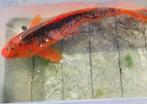 Koi’s 40 tot 60cm te koop wegens stopzetting vijver, Karper of Koi