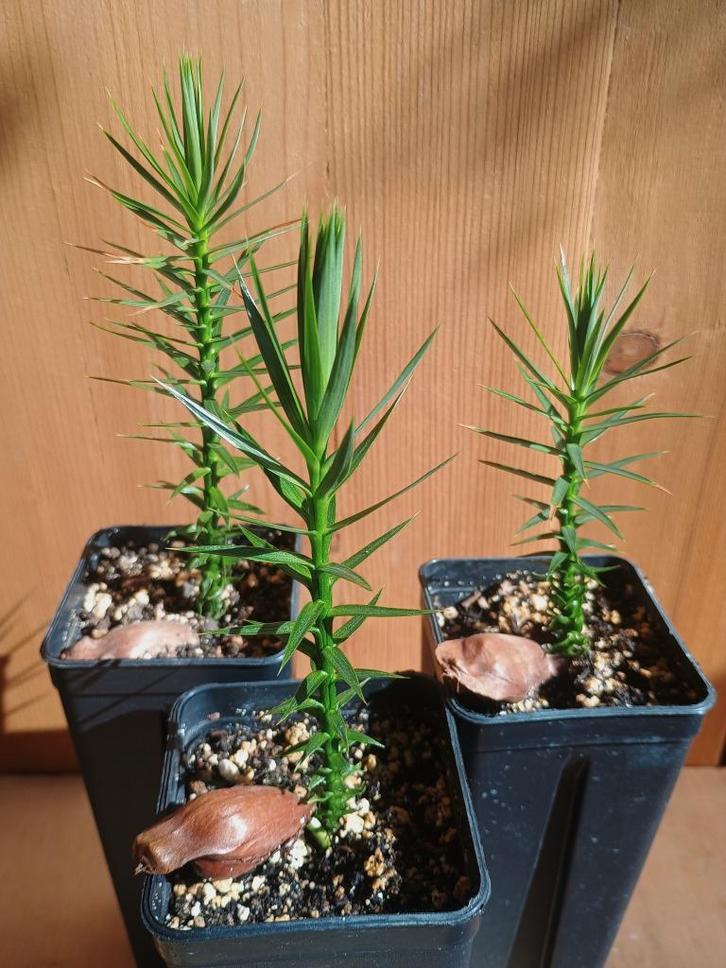 Araucaria angustifolia - Parana den - Brazilië, Huis en Inrichting, Kamerplanten, Overige soorten, Minder dan 100 cm, Groene kamerplant