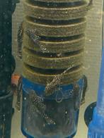 L519 rio, Dieren en Toebehoren, Vissen | Aquariumvissen