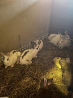 Mooie konijnen, Dieren en Toebehoren, Konijnen, Meerdere dieren, Groot, 0 tot 2 jaar