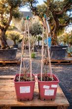 Druivelaar Vitis Vinifera 'Nerello Mascalese' meerstam, Tuin en Terras, Ophalen