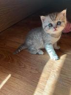 Britse Korthaar kitten zilver tabby kater, Kater, Gechipt
