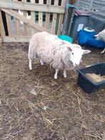 Ram van 1j oud, Dieren en Toebehoren