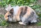 Leeuwenkop oude vrouwelijke angora 10 weken, Dieren en Toebehoren, Konijnen, Vrouwelijk