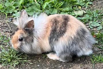 Leeuwenkop oude vrouwelijke angora 10 weken beschikbaar voor biedingen