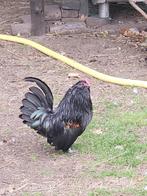 Antwerpse baardkriel, Dieren en Toebehoren, Mannelijk, Kip