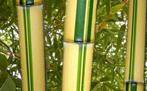 Phyllostachys Vivax Huanwenzhu, Vaste plant, Bloeit niet, Halfschaduw, Ophalen