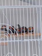 Zebravink .5 euros stuk, Dieren en Toebehoren