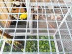3 bergparkieten te koop, Dieren en Toebehoren, Meerdere dieren, Parkiet, Geringd