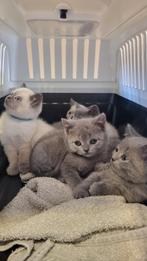 Britse Korthaar kittens met stamboom, Meerdere dieren, Gechipt, 0 tot 2 jaar
