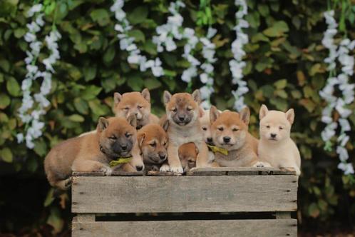 Chiots Shiba Inu, éleveur belge de Shiba, Animaux & Accessoires, Chiens | Huskys, Loulous & Types primitifs, Plusieurs animaux