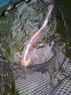 2 Koi vissen, Animaux & Accessoires, Poissons | Poissons d'étang, Carpe ou Koï