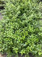 Zeer goed gewortelde stekken! Rechtstreeks van de kwekerij!, Ophalen