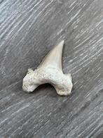 Fossiele haaientand, Verzamelen, Mineralen en Fossielen, Ophalen of Verzenden, Fossiel