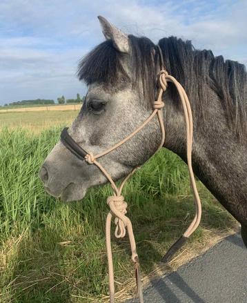 Lieve welsh pony/cob beschikbaar voor biedingen