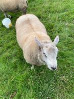 Bok ram van februari, Dieren en Toebehoren, Mannelijk, Schaap, 0 tot 2 jaar