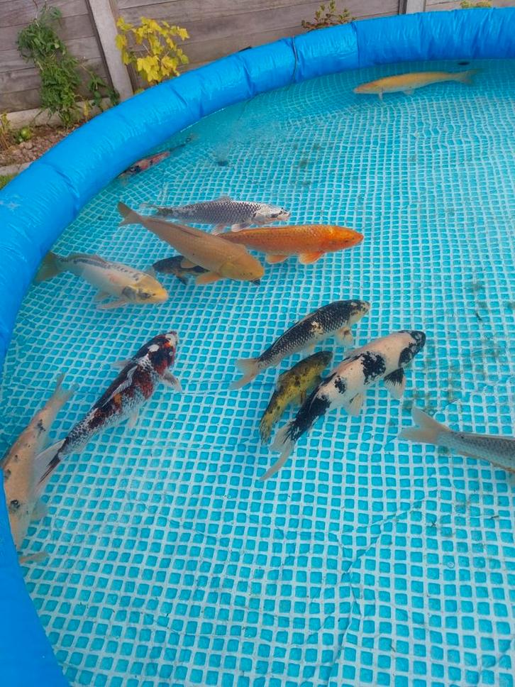 Koi mogen vijver verlaten, Dieren en Toebehoren, Vissen | Vijvervissen