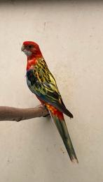 Rosella, Dieren en Toebehoren, Vrouwelijk, Parkiet, Geringd