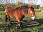 Zoek Brabants trekpaard, Dieren en Toebehoren, Paarden, Hengst, Gechipt