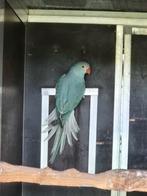 halsbandparkiet 2025 pop turquoiseblauw wkwst, Dieren en Toebehoren, Vogels | Parkieten en Papegaaien, Vrouwelijk, Parkiet