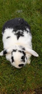 Super mooie nederlandse hangoor vrouwtje 2jaar, Dieren en Toebehoren, Hangoor