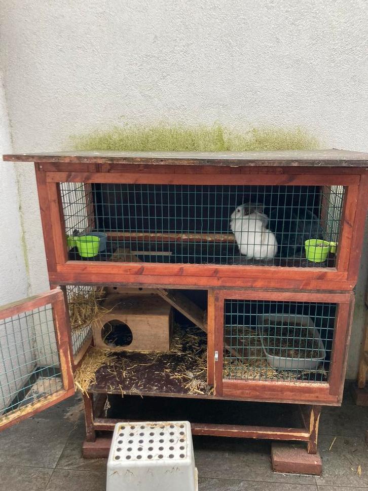 Konijnenhok, Animaux & Accessoires, Rongeurs & Lapins | Cages & Clapiers, Utilisé, Niche, 90 cm ou plus, 110 cm ou plus, Cobaye
