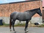 Chique 2,5 jarige ruin (Burberry DK), Dieren en Toebehoren, Paarden, Springpaard, Ruin, 0 tot 2 jaar, 170 tot 175 cm