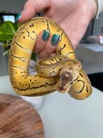 0.1 Lemonblast het Clown Python Regius 2023, Dieren en Toebehoren, Slang, Tam