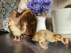Canards coureurs indiens, Ophalen