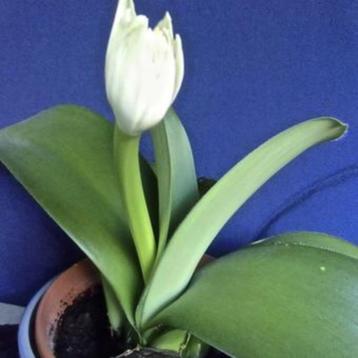 vetplant poederkwast/Haemanthus albiflos beschikbaar voor biedingen