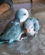 muisparkiet, Dieren en Toebehoren, Tam