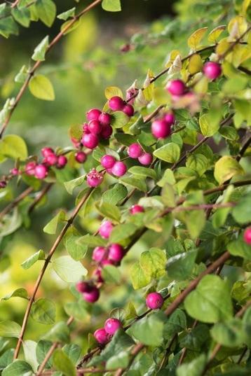 Symphoricarpos hancock - Sneeuwbes  beschikbaar voor biedingen