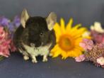 Babies chinchillas, Dieren en Toebehoren, Chinchilla, April, Meerdere dieren, Tam