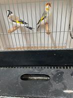 Koppel major distelvinken, Animaux & Accessoires, Oiseaux | Oiseaux Autre, Plusieurs animaux, Oiseau chanteur sauvage, Bagué