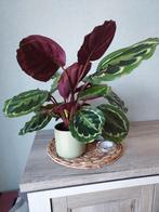 Calathea kamerplant MET  3 × bloem + stenen buitenpot, Huis en Inrichting, Kamerplanten, Ophalen